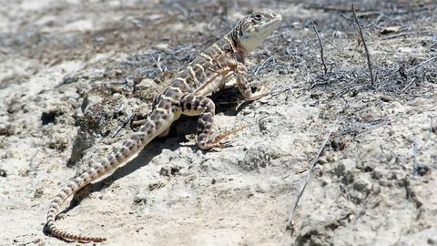 Dogs and DNA Are on the Trail for Endangered Lizards
