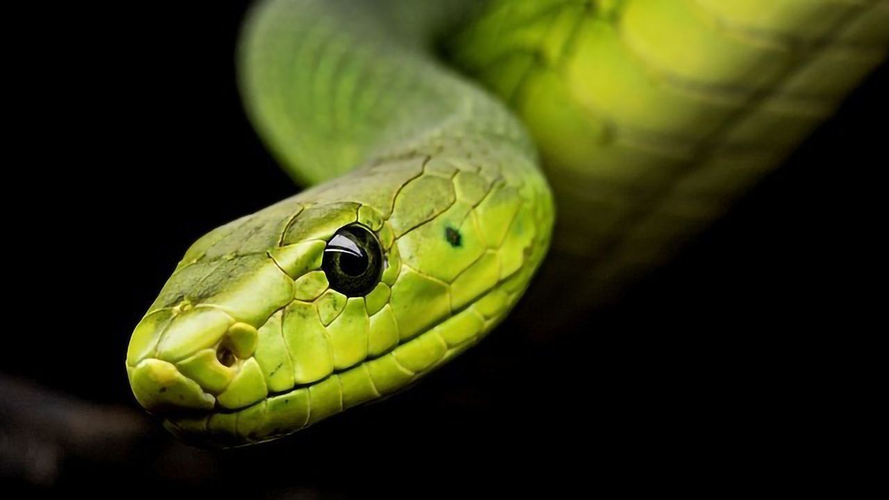 Toxin-testing Without the Need for Animals