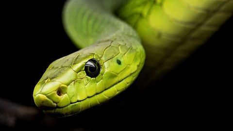 Toxin-testing Without the Need for Animals