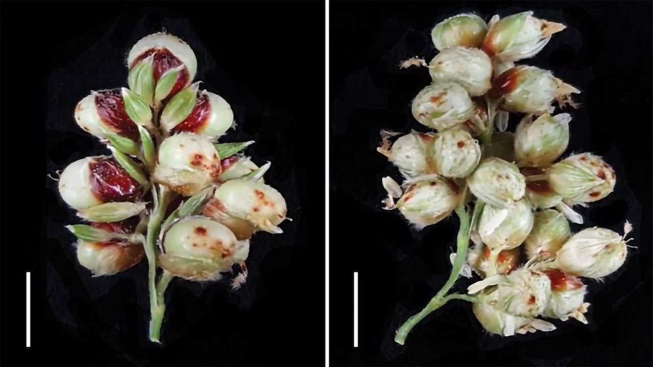 Doubling Sorghum Grain Yield To Improve Food Supply