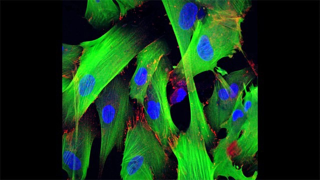 Purification and Maintenance of Cardiomyocytes