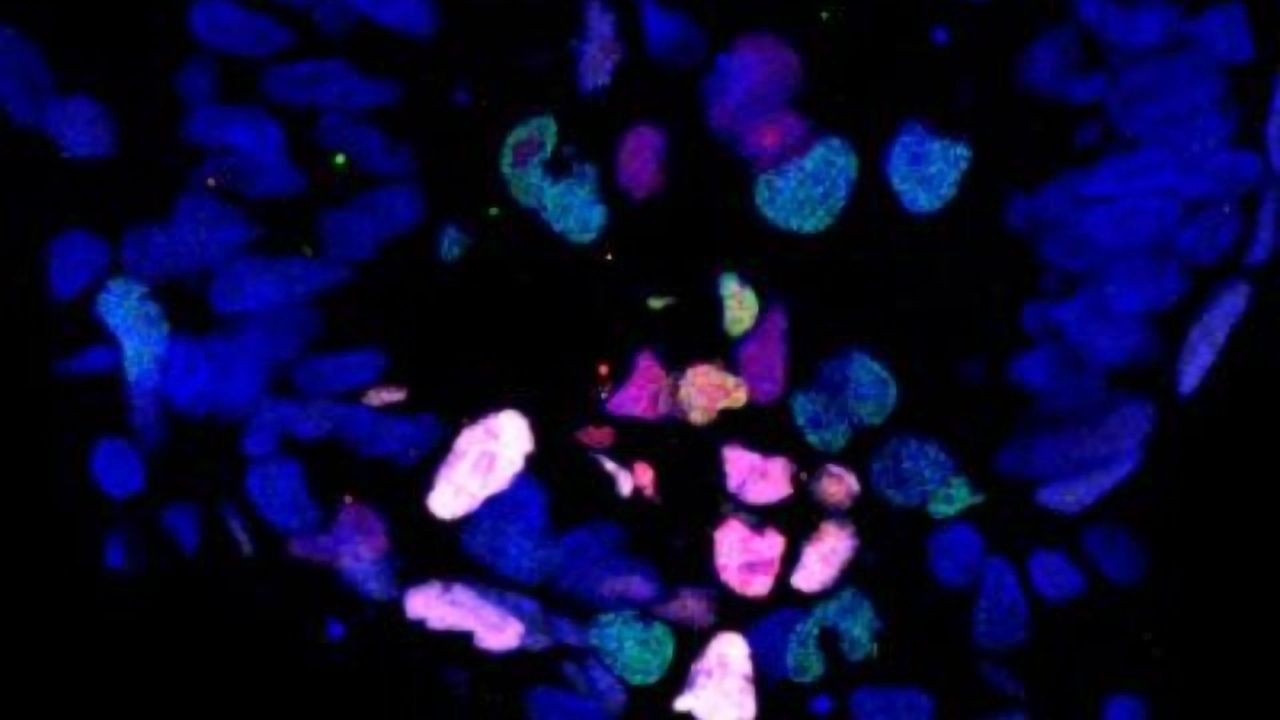 Unlocking the Black Box of Embryonic Development
