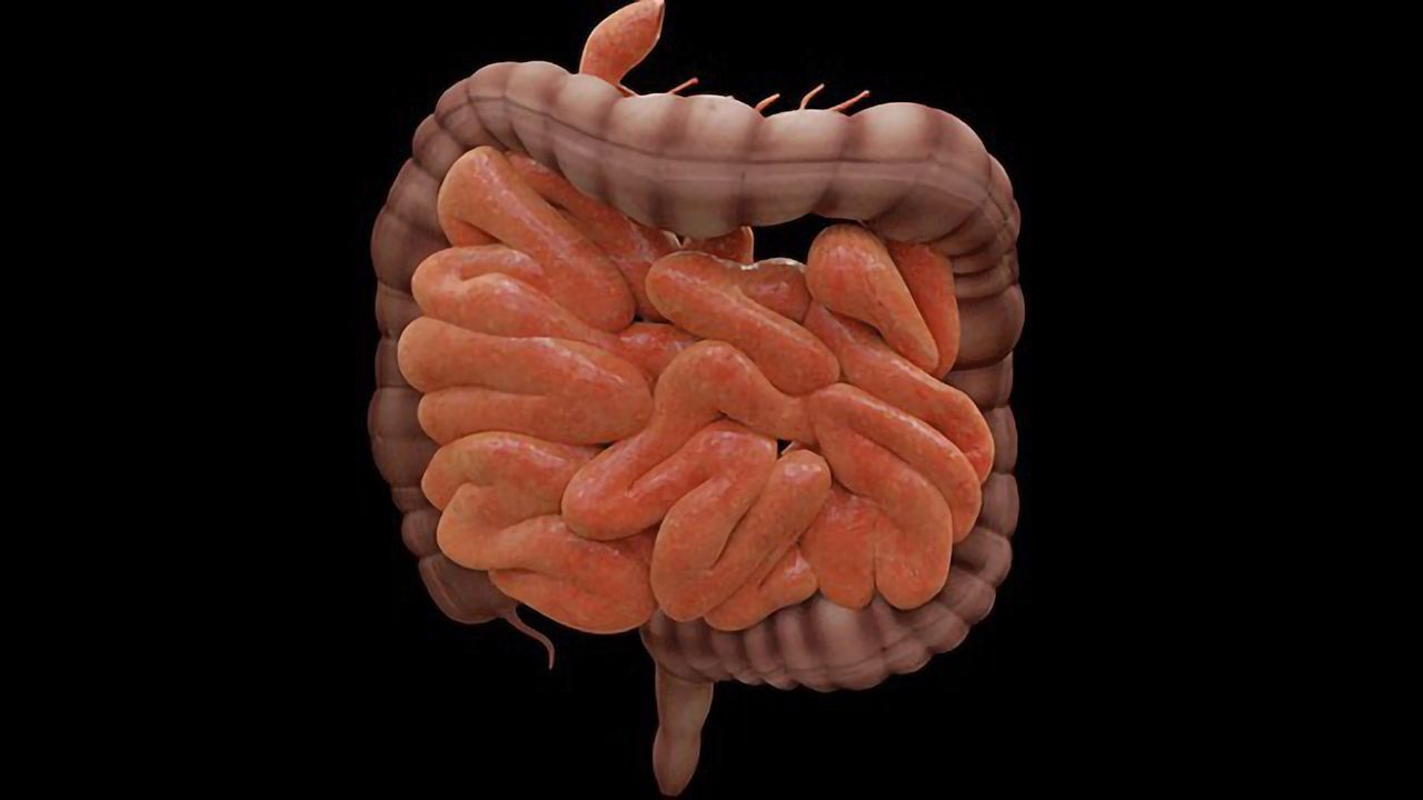 Certain Gut Bacteria May Contribute to Bowel Cancer