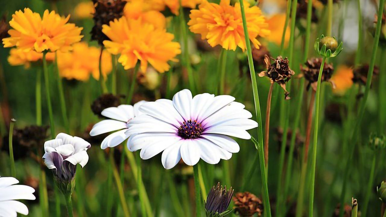Tracing One Billion Years of Plant Life