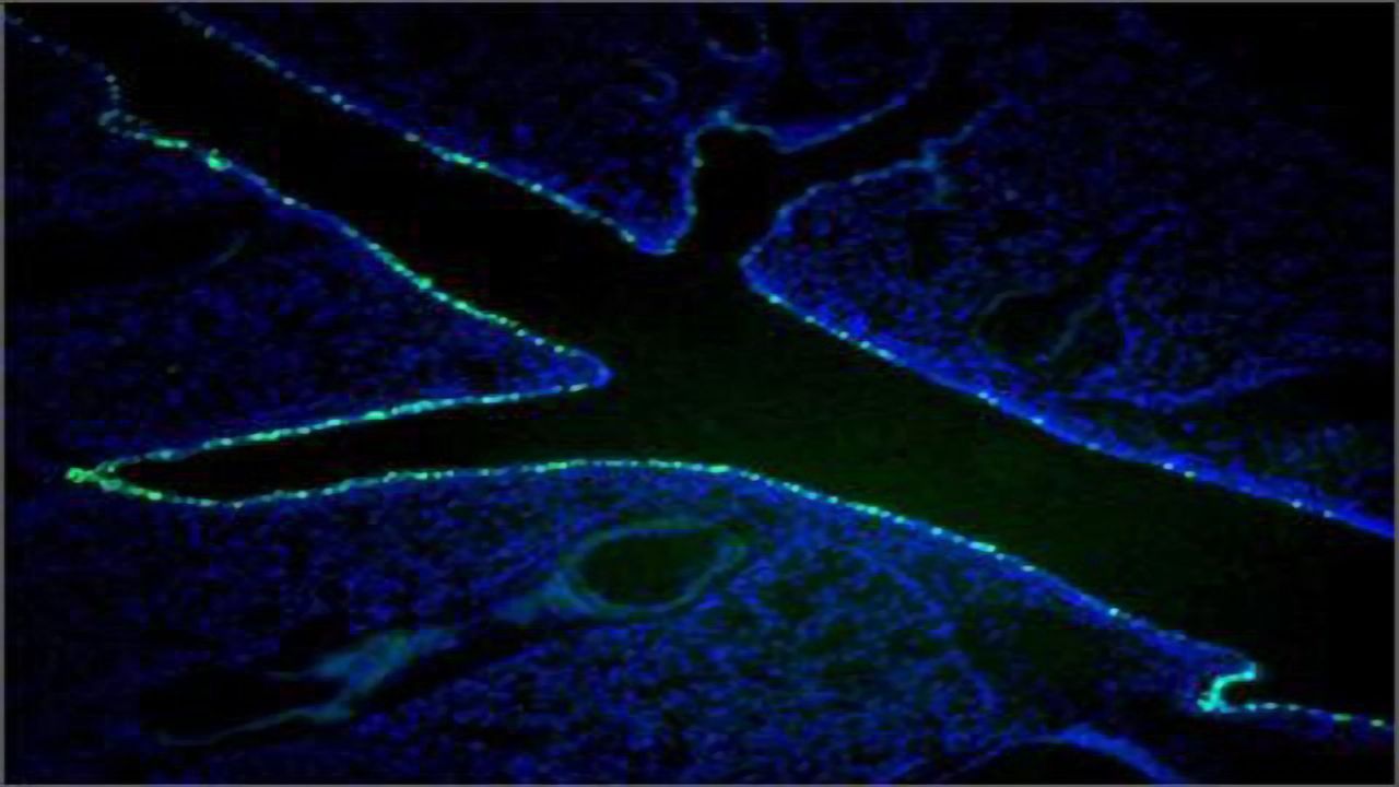 Developing New Delivery Tools for Gene Editing