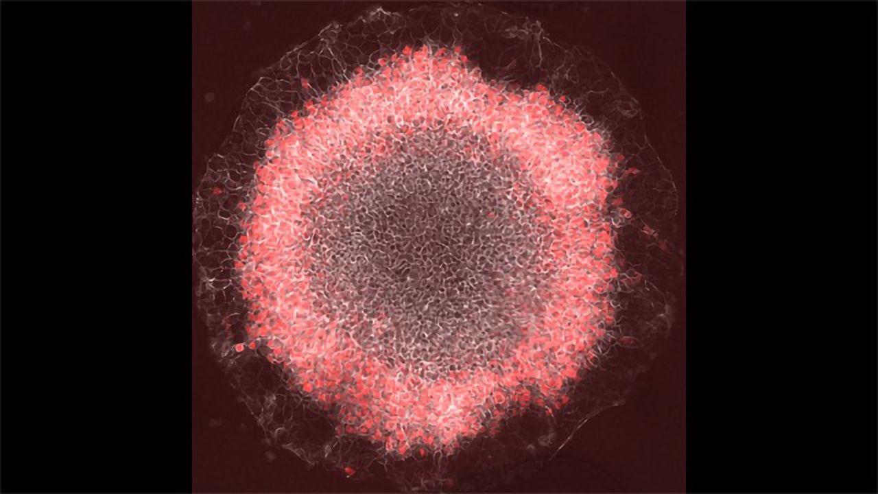 Stem Cell Gastrulation