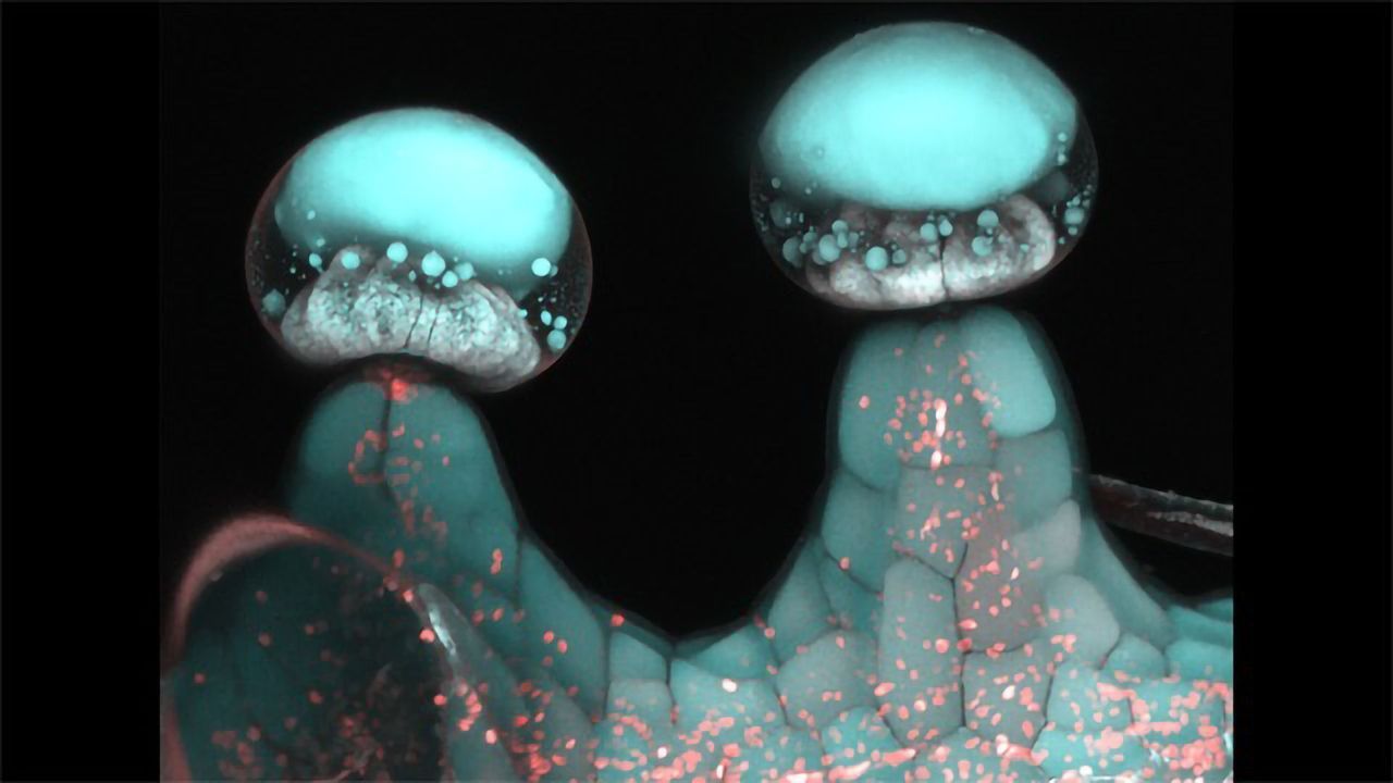 Plant “Hairs”