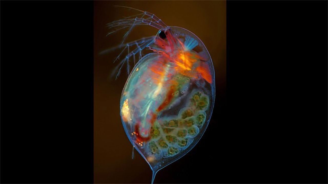 Pregnant Plankton