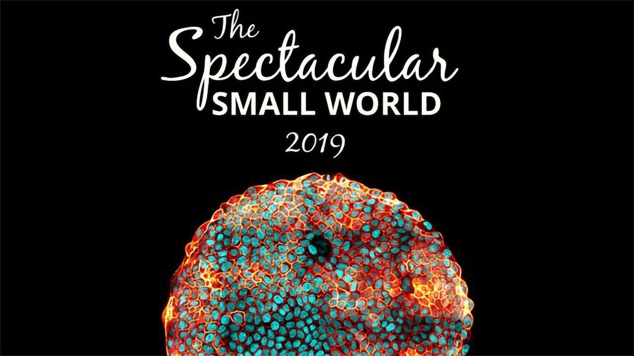 The Spectacular Small World 2019