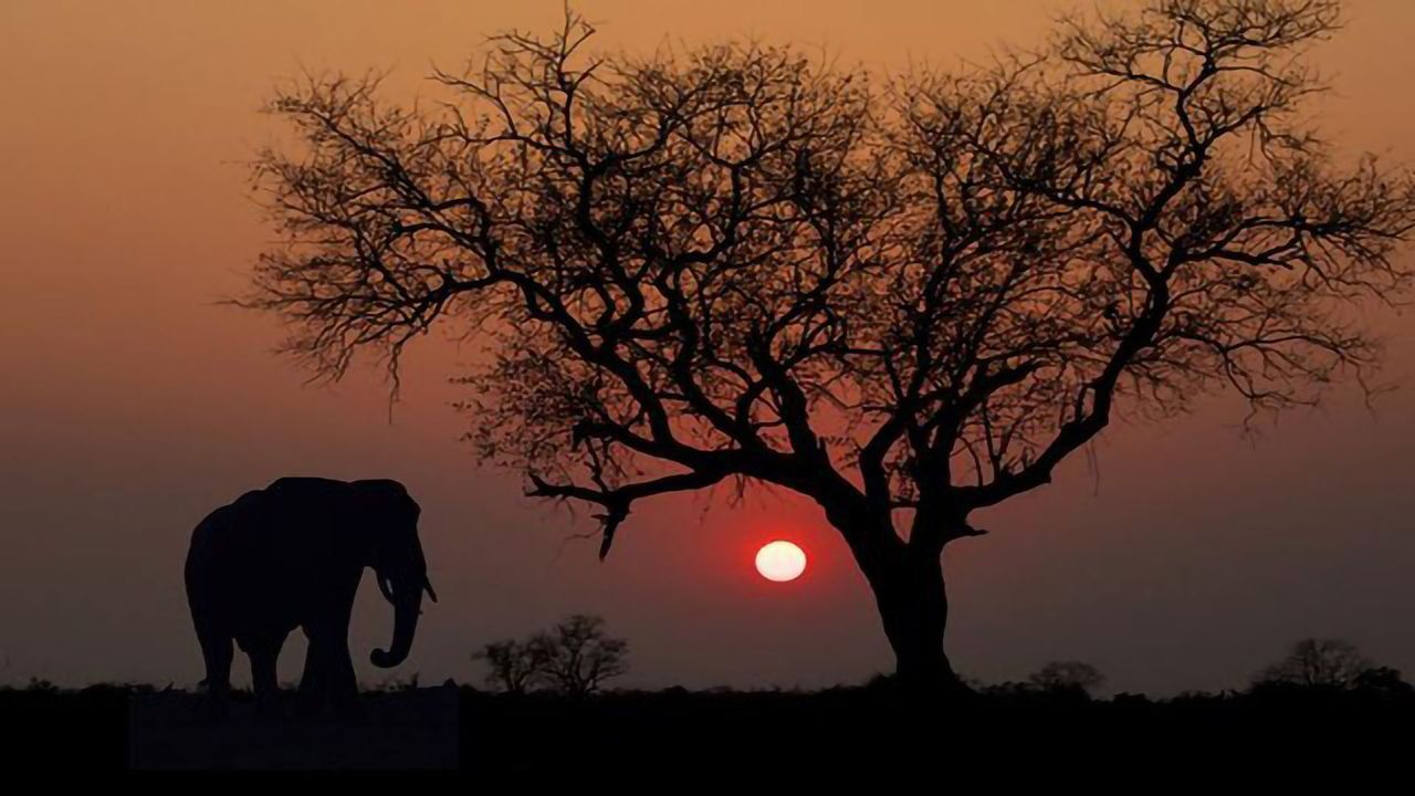 Geographic and Genetic Information Helps Track Elephant Poachers