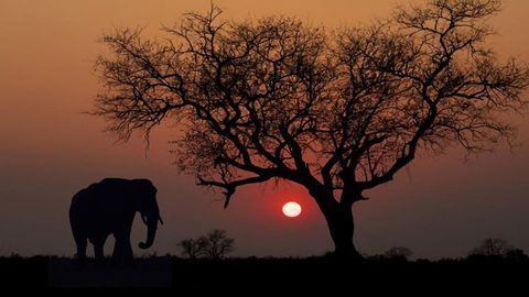 Geographic and Genetic Information Helps Track Elephant Poachers