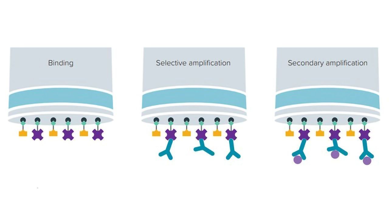 Cell Line Development: Accelerating Antibody Discovery by Monitoring Titer and Glycosylation with the Octet Platform