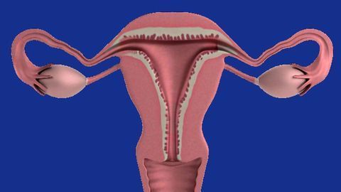 Blood Test Can Help GPs Spot Ovarian Cancer in Women With Suspicious Symptoms