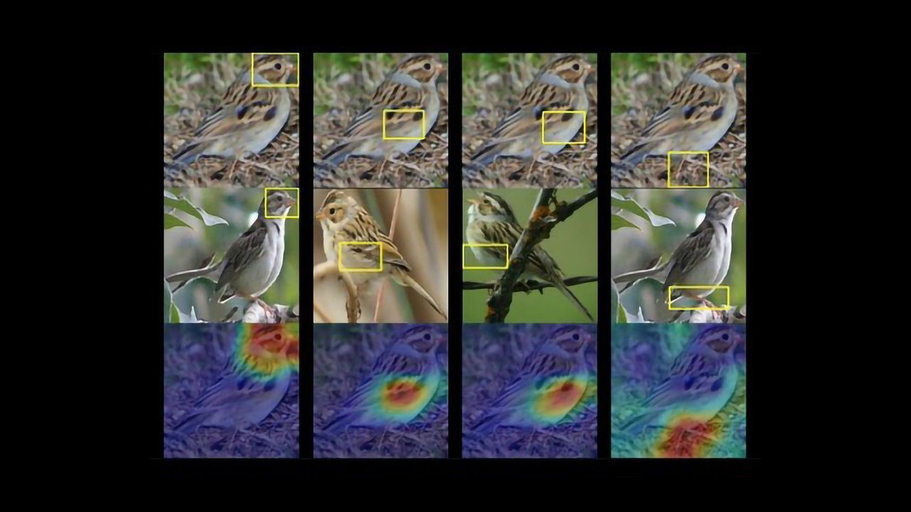 Birdwatching AI Unlocks the Black Box of Computer Vision