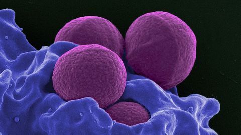 Bacterial Toxin "Walks" Along MRSA and Kills It