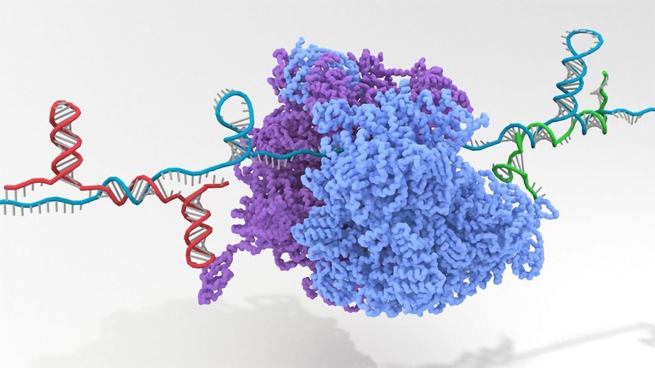 Gene-OFF Switch Expands Synthetic Biology Toolbox