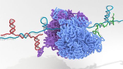 Gene-OFF Switch Expands Synthetic Biology Toolbox