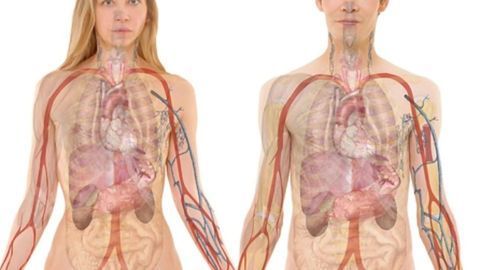 Stem Cell Scientists Reveal Key Differences in Male and Female Kidneys