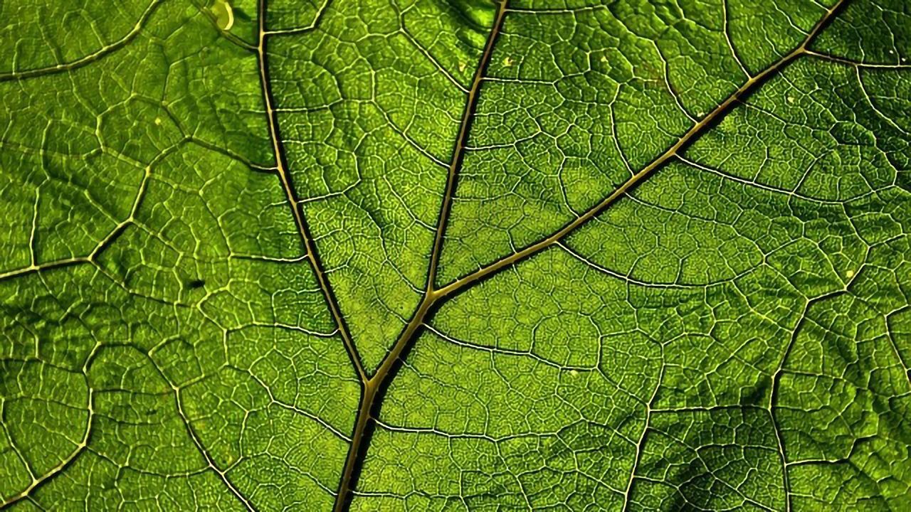 An “Artificial Leaf” That Turns Carbon Into Fuel Has Been Created