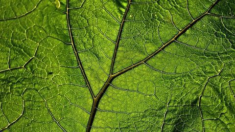 An “Artificial Leaf” That Turns Carbon Into Fuel Has Been Created