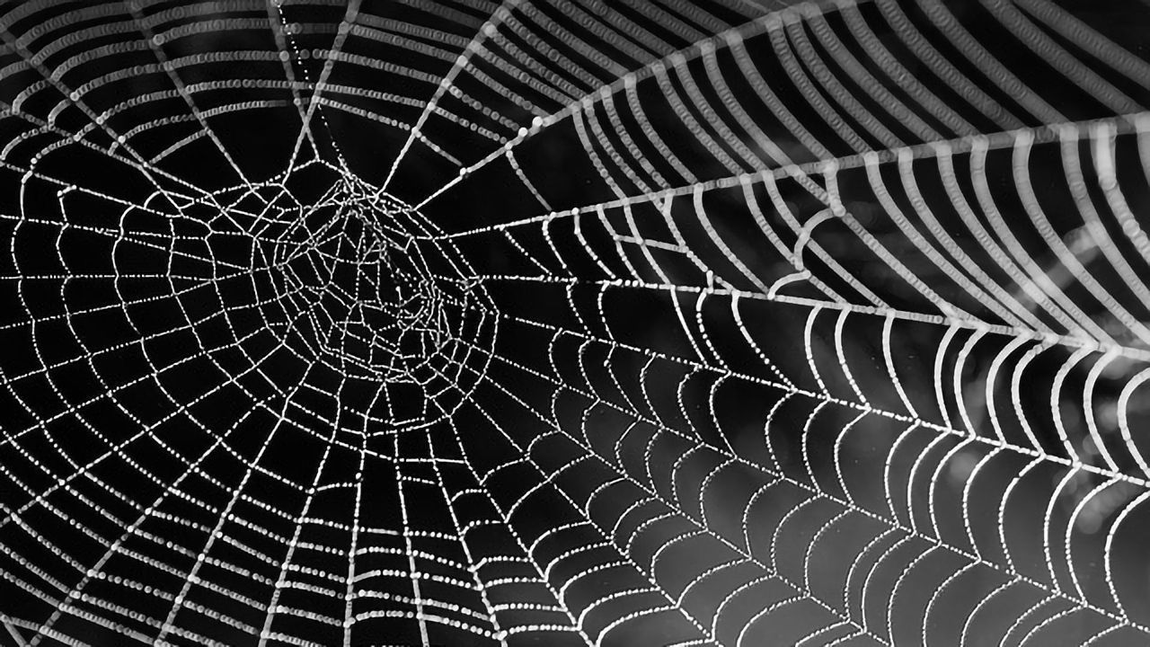 Protein Dynamics Are Key to Outstanding Stability of Spider Silk