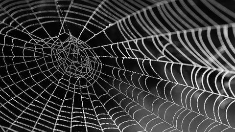 Protein Dynamics Are Key to Outstanding Stability of Spider Silk