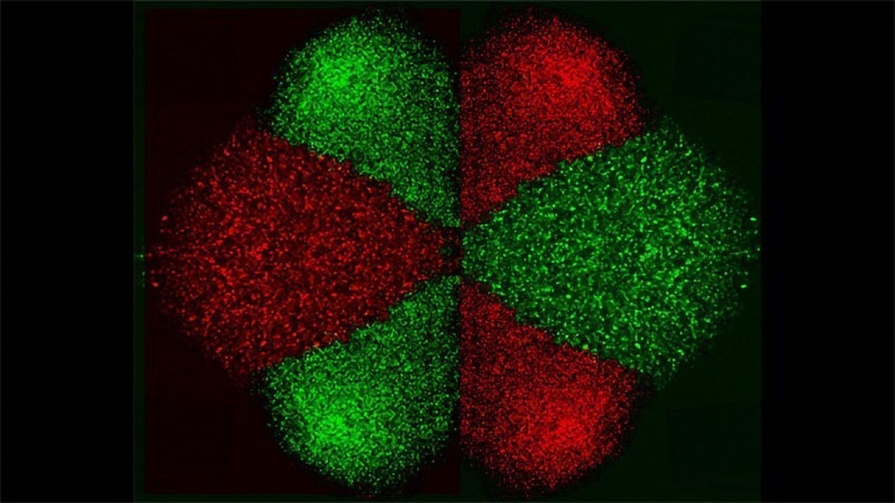 New Technology To Isolate and Pattern Cells Developed
