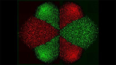 New Technology To Isolate and Pattern Cells Developed