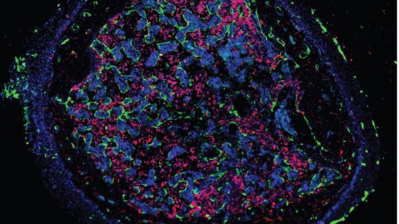 Transient Wave of Hematopoietic Stem Cell Production in Late Fetuses and Young Adults