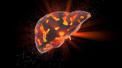 Regeneration Mechanism Discovered in Mice Could Provide Target for Drugs to Combat Chronic Liver Disease