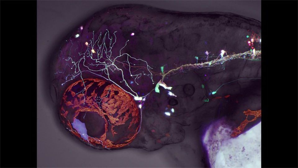 Zebrafish Study Reveals Developmental Mechanisms Behind Eye Movement content piece image