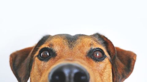 Your Dog Might be Hiding Its True Colors