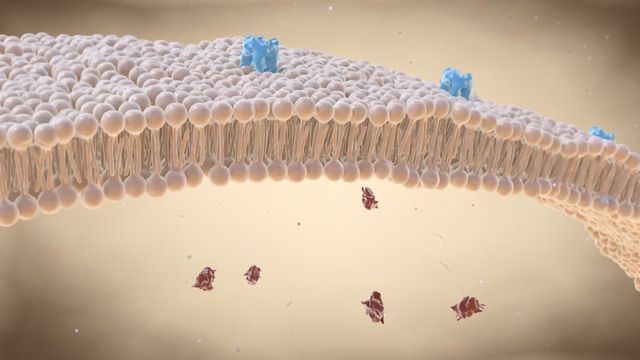 Nanodiscs:膜蛋白的活动房屋内容块的形象