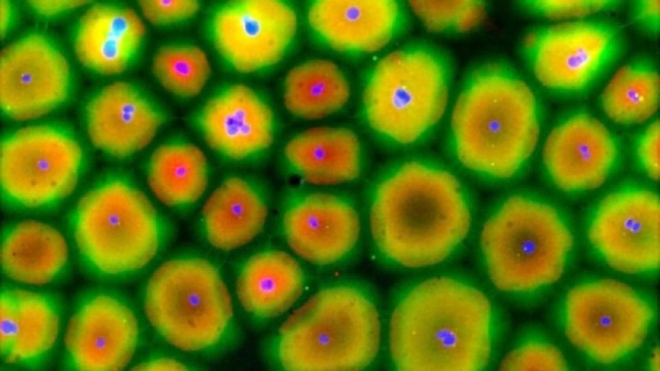 Scrambled Cytoplasm From Frog Eggs Organizes Into Cell-like Structures content piece image