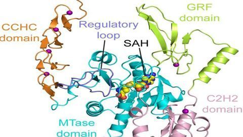 Structure of a Novel Enzyme Linked to Cell Growth and Cancer Is Cracked