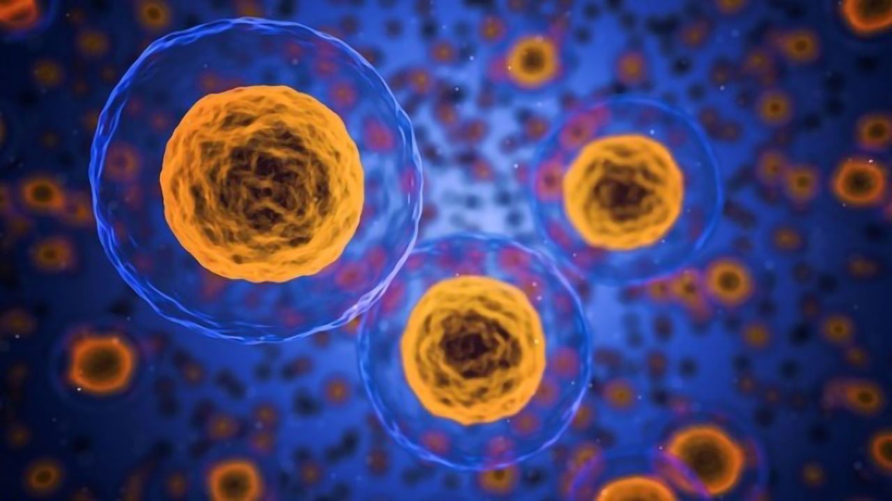 PromoCell Extends Portfolio to In Vitro Disease Models