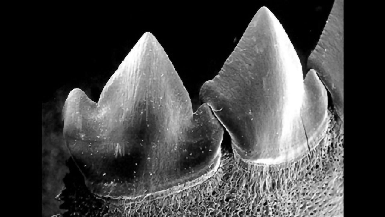 Piranha Teeth