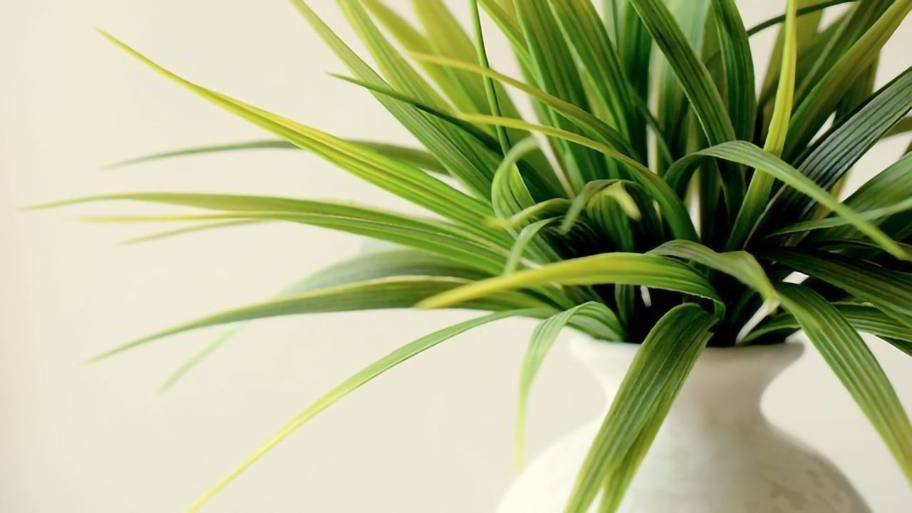 Indoor Plants Aren't the Key to Better Air
