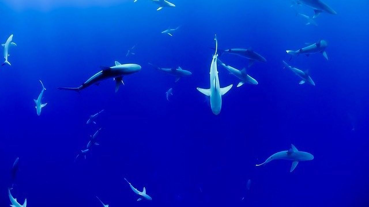 Shark Skin Microbiome Resists Infection