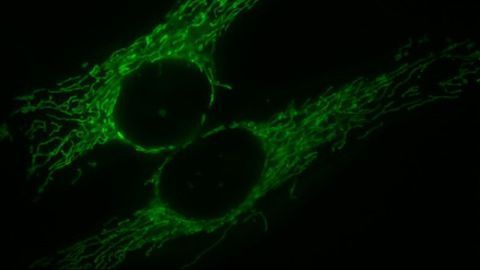 The Self-cannibalizing Mitochondria at the Origin of ALS