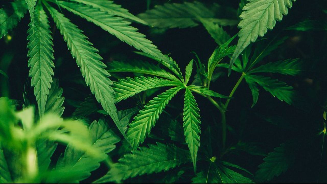 Could Cannabinoids Be Used To Treat PTSD?