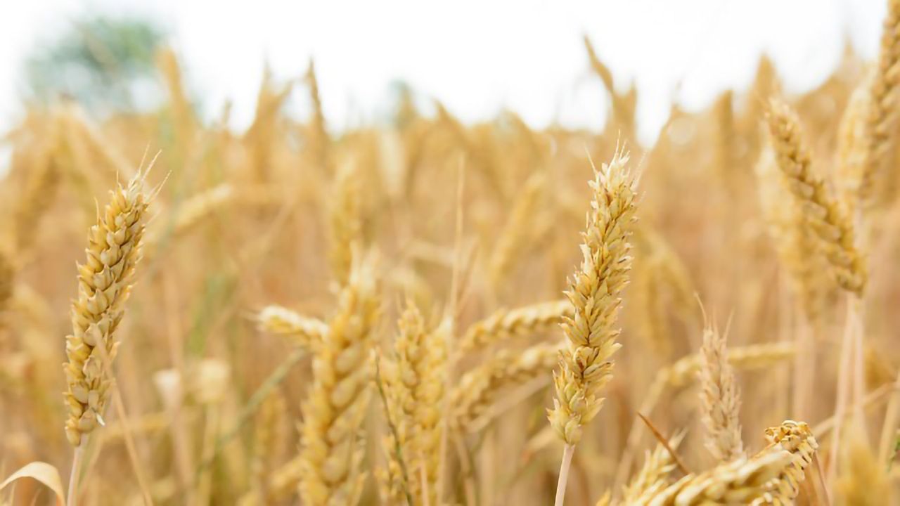 Detecting and Removing Mycotoxins in the Food Chain
