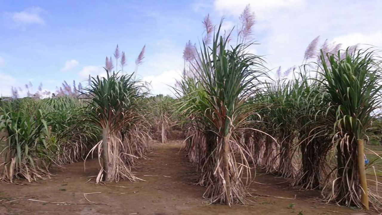 Free Tool Facilitates Genetic Mapping of Polyploid Plants
