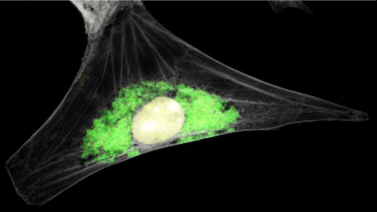 Genetic Tools To Explore Zoonotic Chlamydia