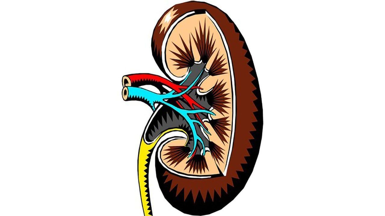 Mass Spec Imaging Maps the Human Kidney