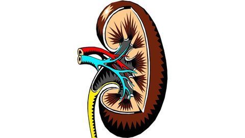 Mass Spec Imaging Maps the Human Kidney