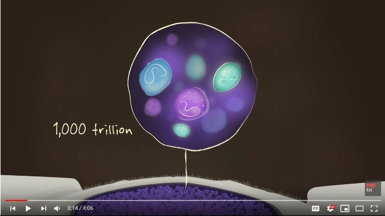 What Is the Biggest Single-celled Organism?