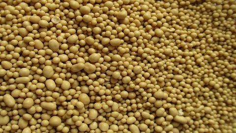 Scientists Produce a Potential Vitamin and Alzheimer’s Drug in Yeast