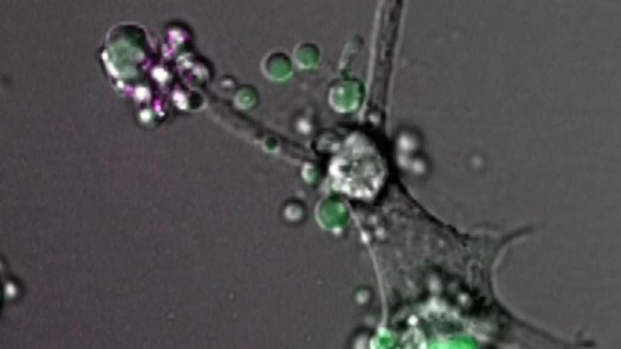 Cells Control Their Dance of Death