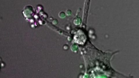 Cells Control Their Dance of Death
